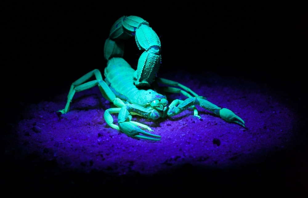 scorpion black light